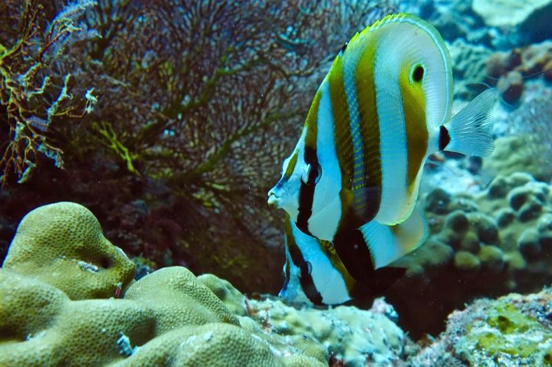 Perhentian Island Resort מראה חיצוני תמונה