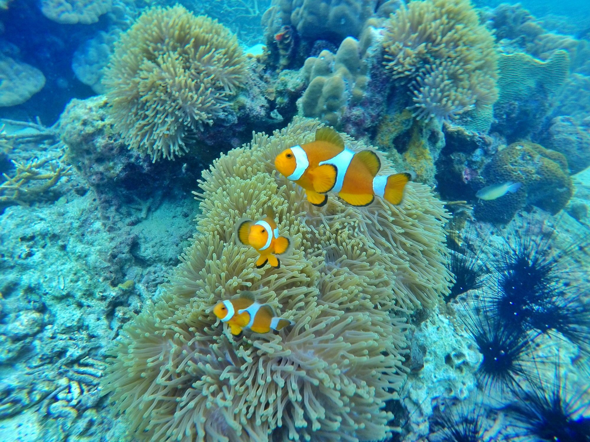 Perhentian Island Resort מראה חיצוני תמונה